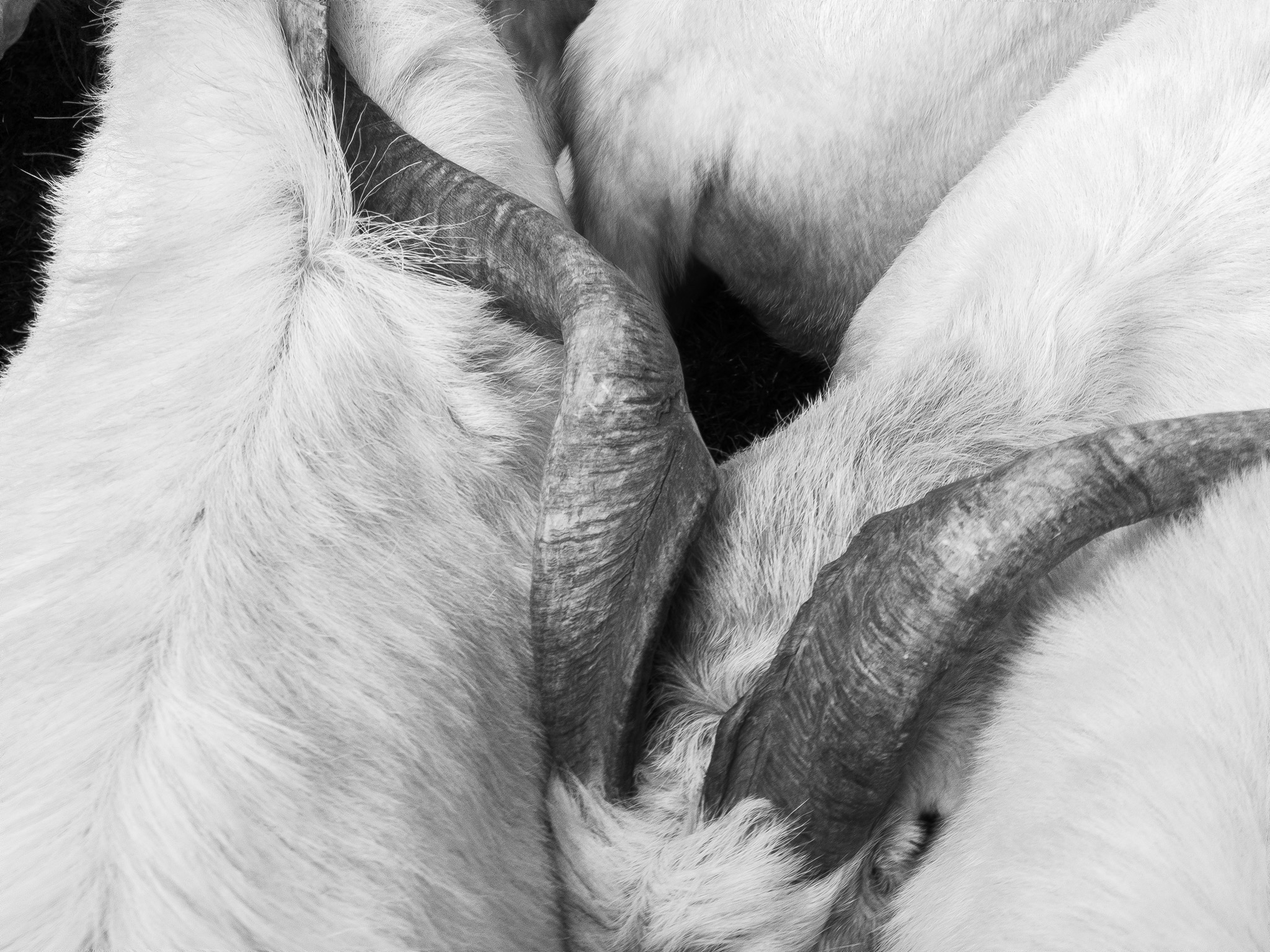 Sort, Feria de Otoño (2018)