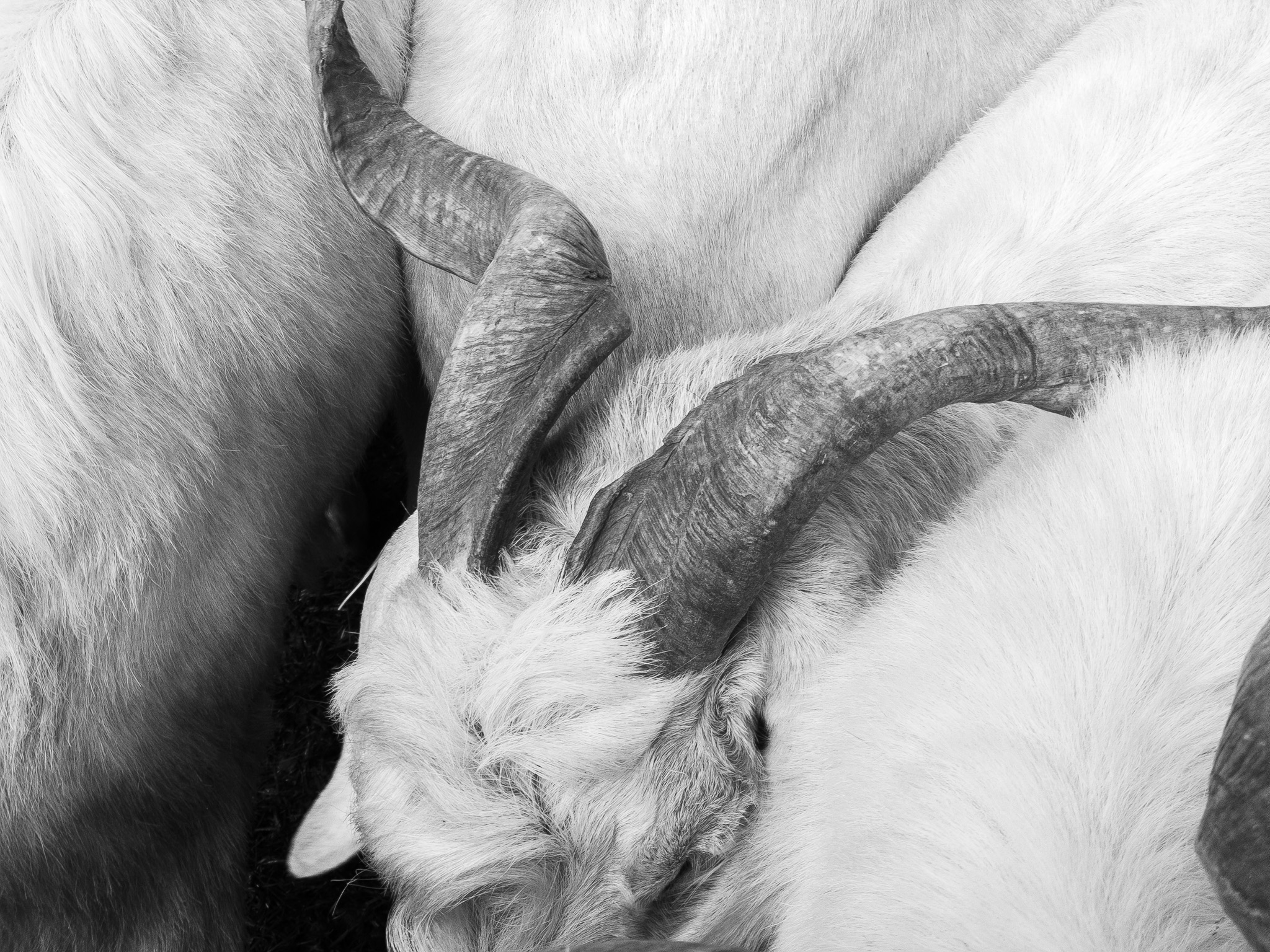 Sort, Feria de Otoño 2018