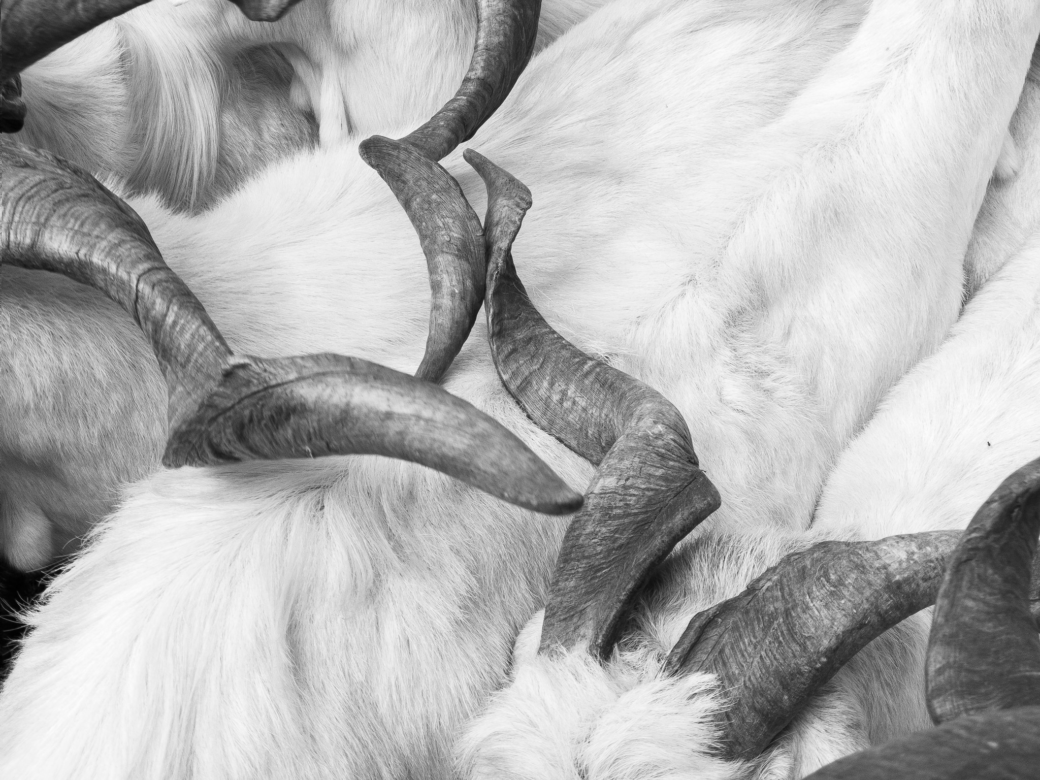 Sort, Feria de Otoño 2018